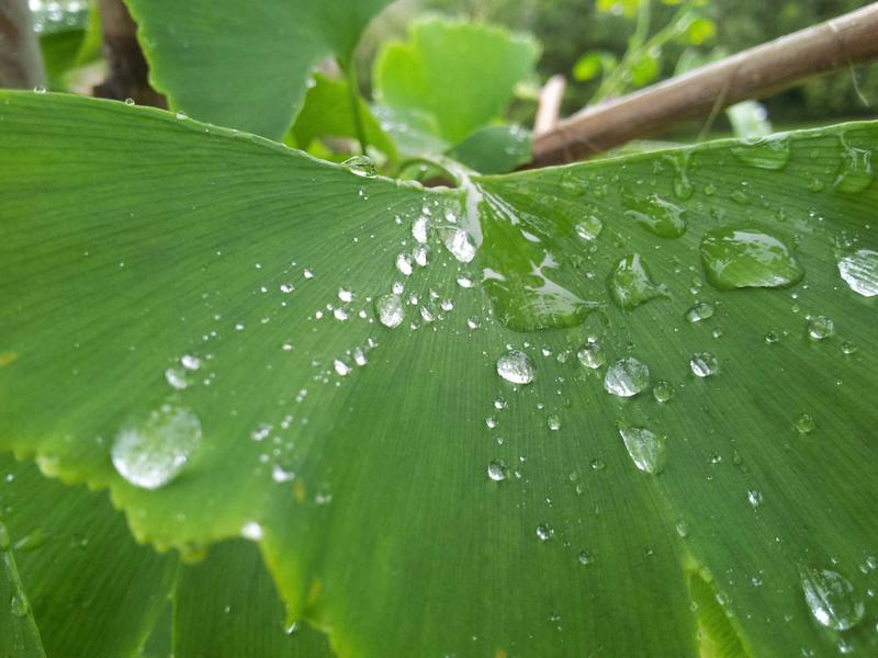 印象派日出<br>qyf5seag.cn 莫奈睡莲池
